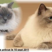 Fidgie et Eros parents de 3 chatons (11/09/11)