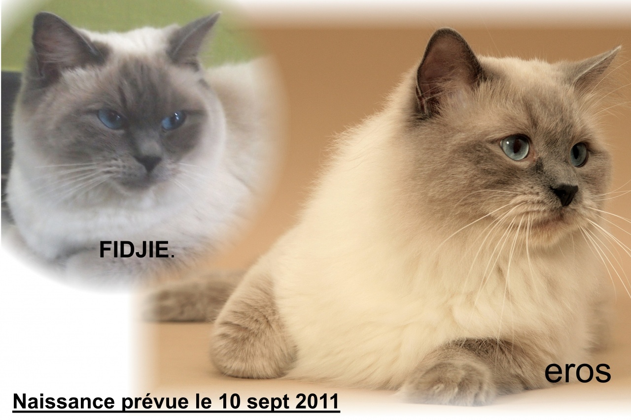 Fidgie et Eros parents de 3 chatons (11/09/11)