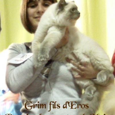 Grim (5 mois) fils d'Eros et Fidjie début de carrière expo fulgurante